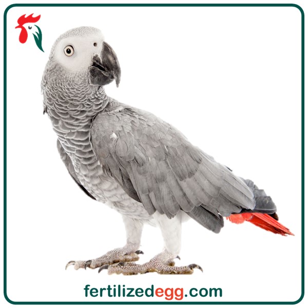 تخم نطفه دار طوطی کاسکو 